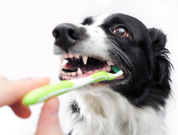 Bloomfield Pet Dentist