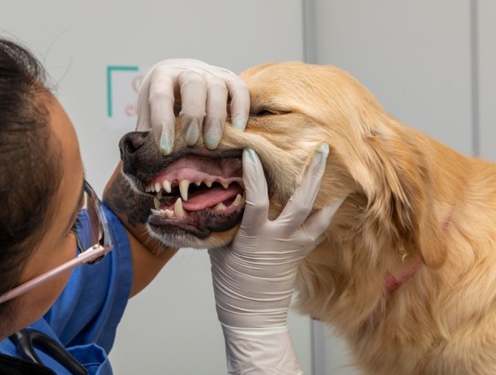 Bloomfield Pet Dentist